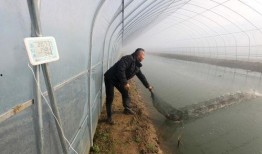 爆料养虾大棚视频,视频曝光养殖过程与奥秘